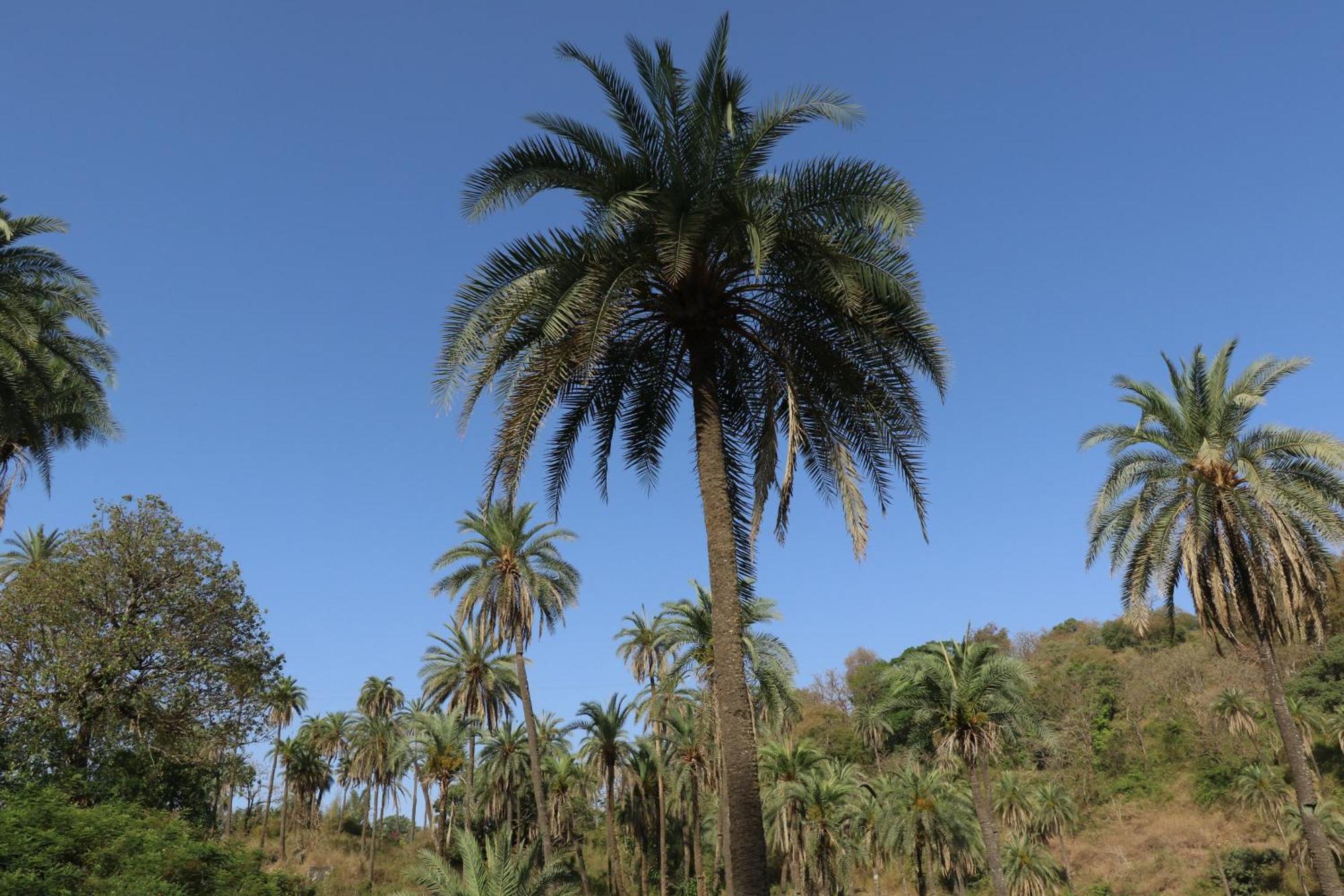 Hari Niwas - A Boutique Garden Resort مونت ابو المظهر الخارجي الصورة